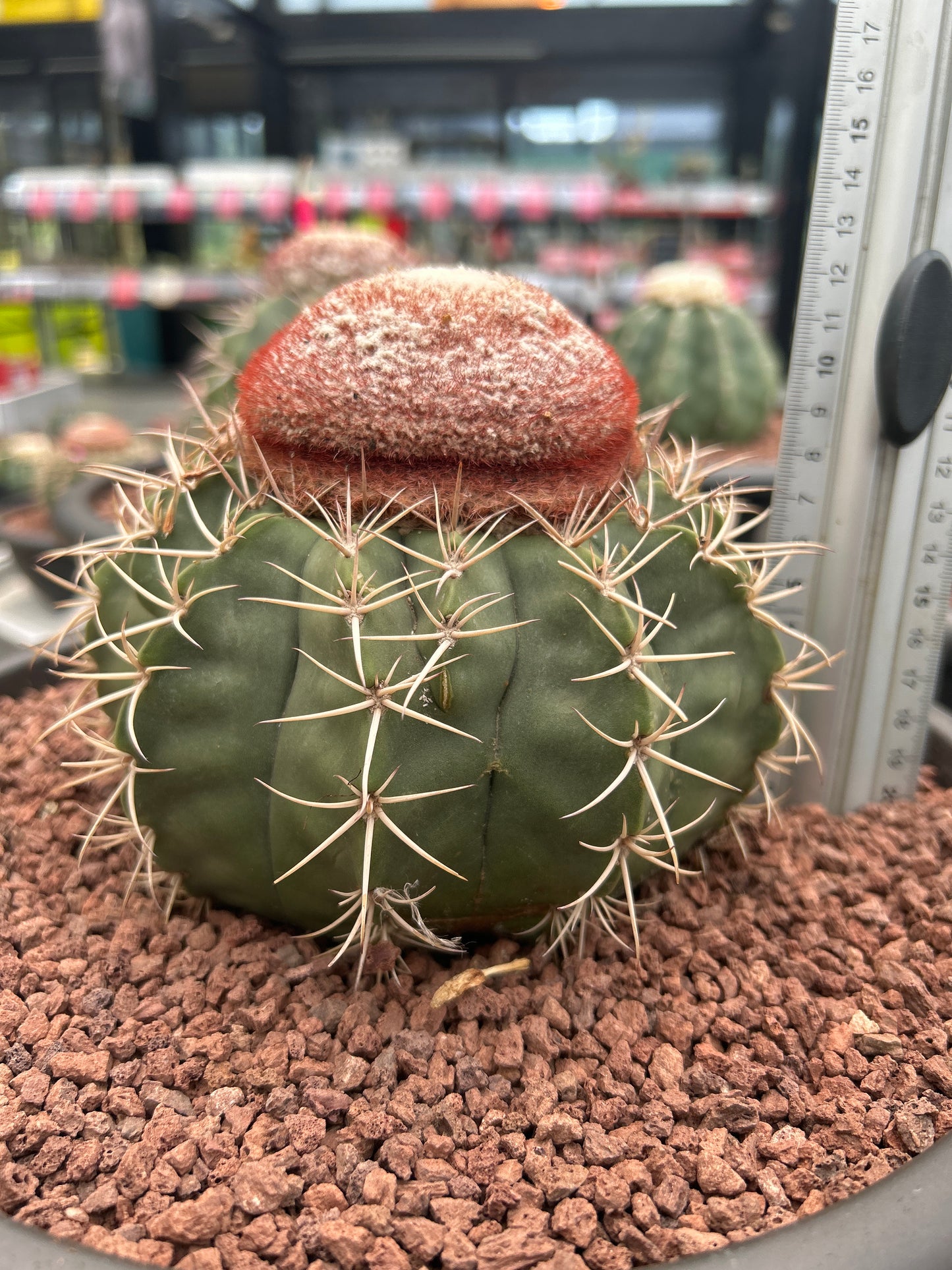 Melocactus axiniphorus