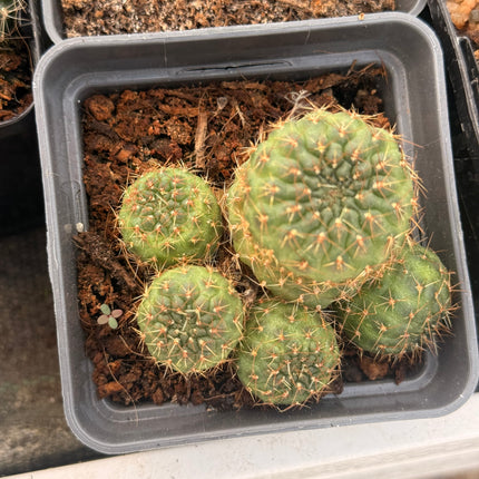 Aylostera pygmaea var. rosalbiflora