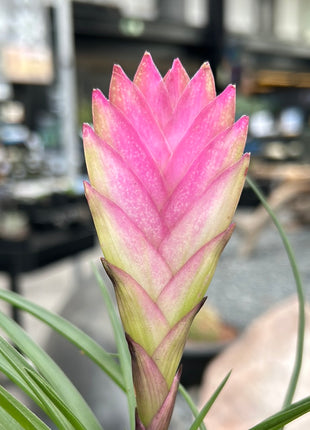 tillandsia cyanea