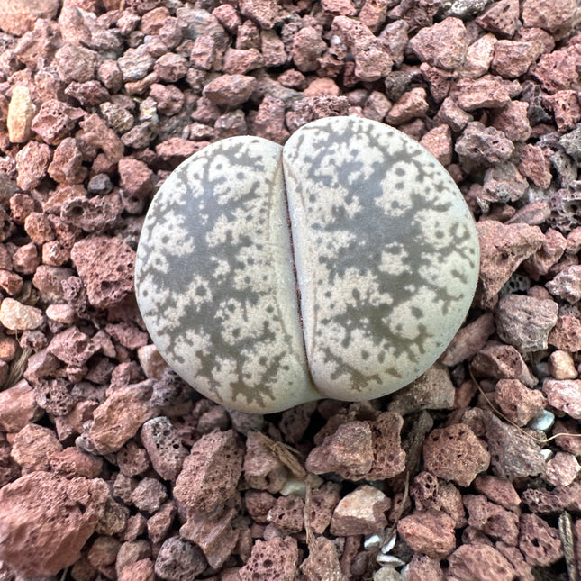 Lithops lesliei subsp. lesliei var. lesliei f. Grey C154