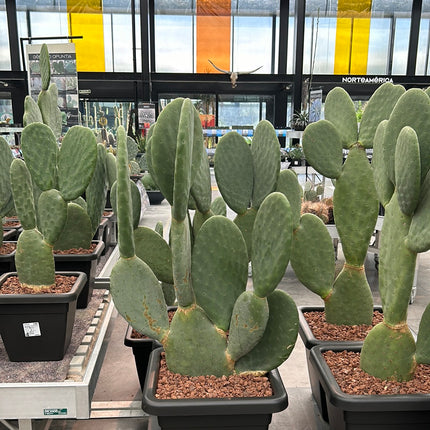 Opuntia Titania