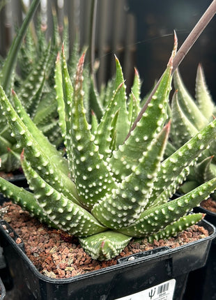 Tulista 'Carinata' (T. marginata x T. pumila)