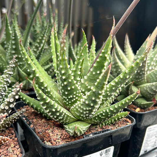 Tulista 'Carinata' (T. marginata x T. pumila)