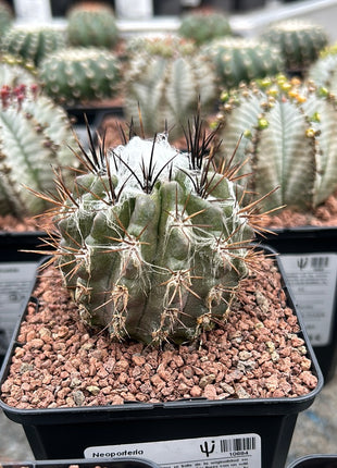 Neoporteria floccosa