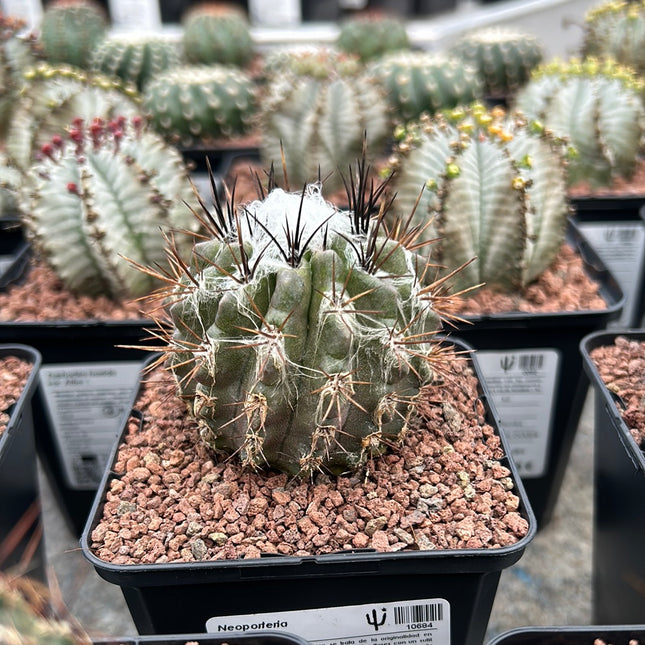 Neoporteria floccosa