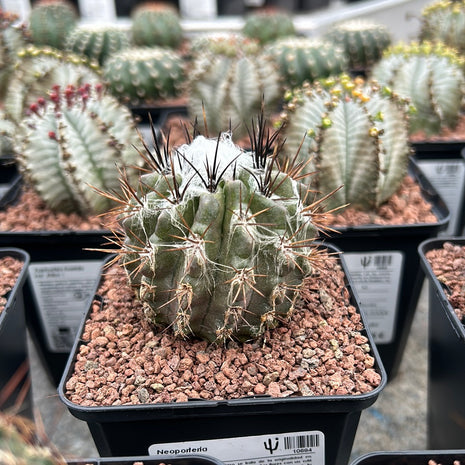 Neoporteria floccosa