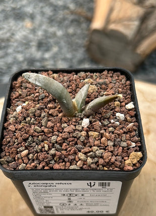 Ariocarpus retusus v. elongatus