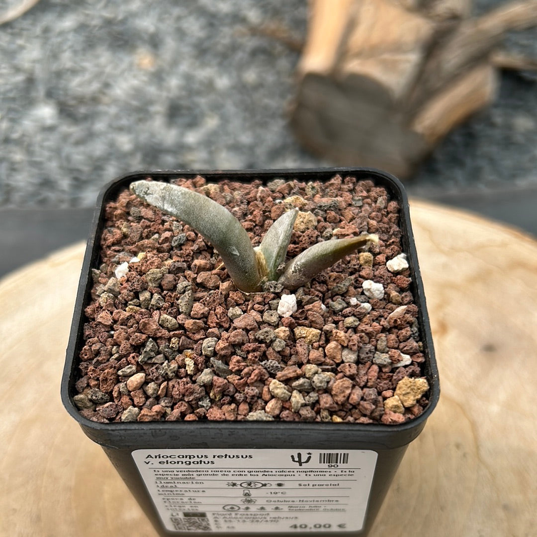 Ariocarpus retusus v. elongatus