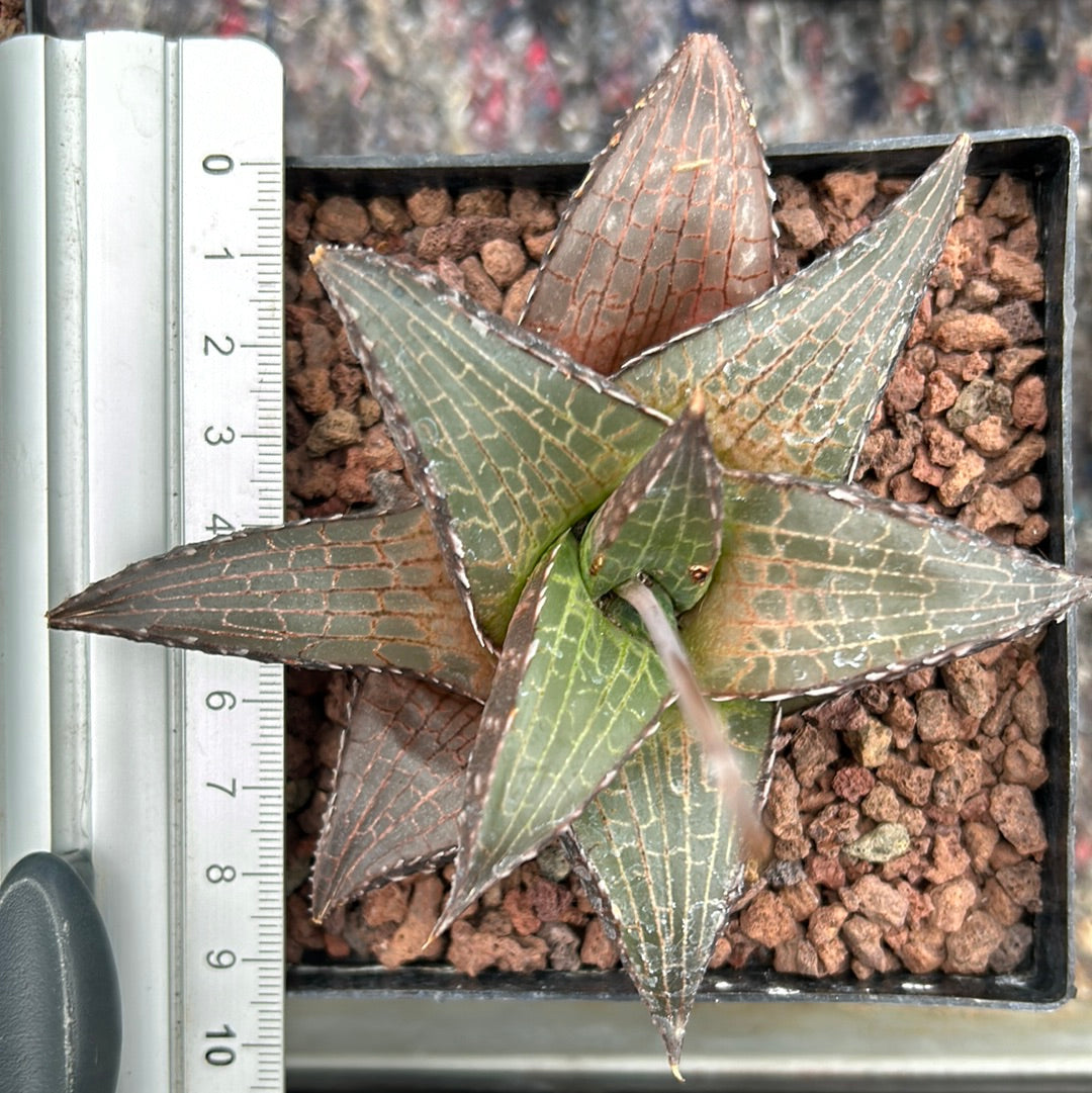 Haworthiopsis venosa var. tessellata ‘Big form’