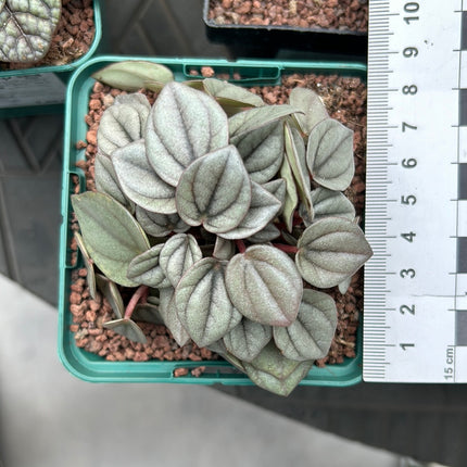 Peperomia watermelon