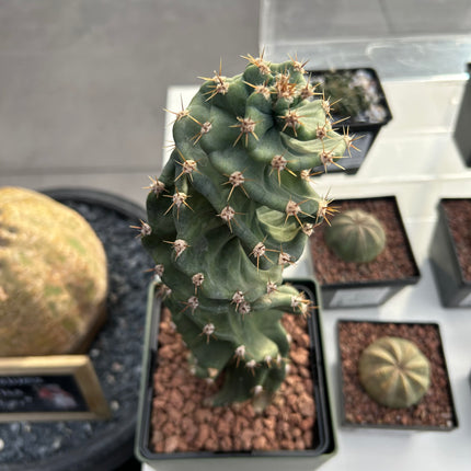 Cereus forbesii ‘Spiralis’