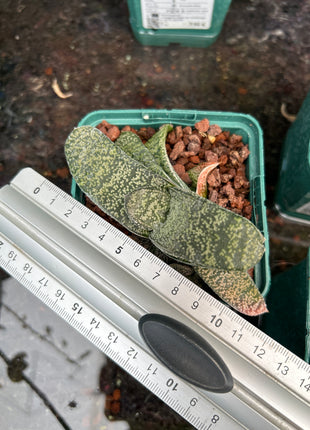 Gasteria armstrongii