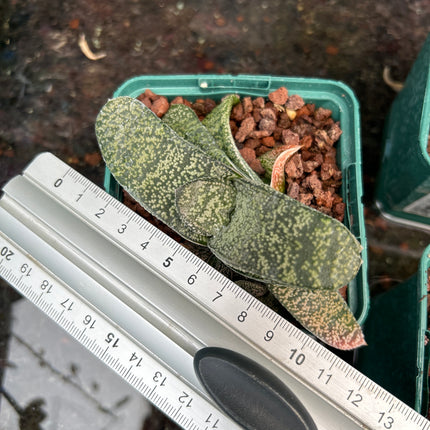 Gasteria armstrongii