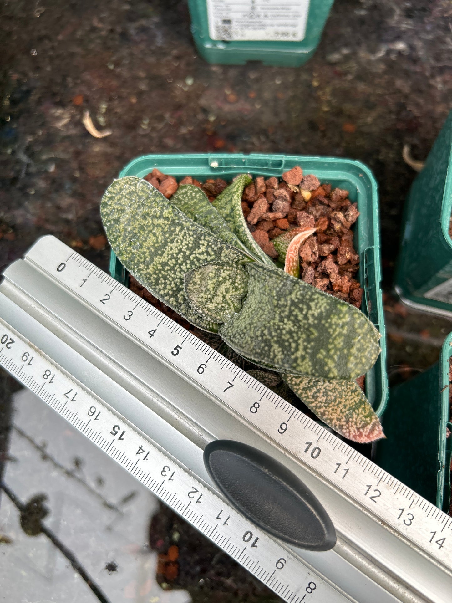 Gasteria armstrongii