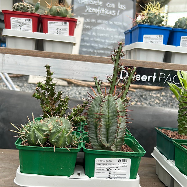 Desert PACKS Euphorbia