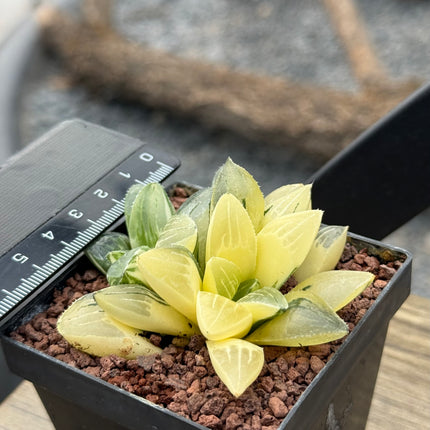 Haworthia retusa mutica f. variegata