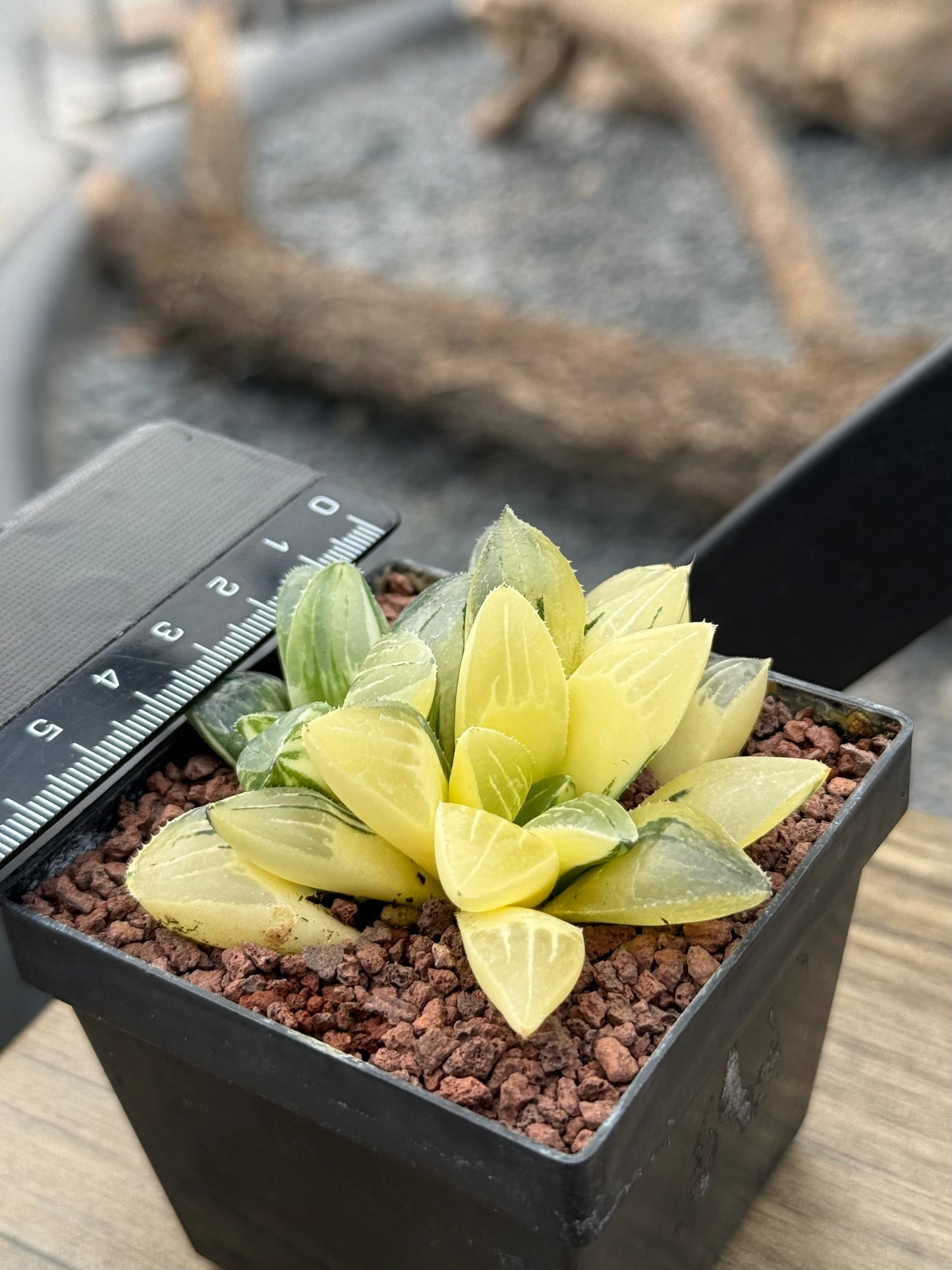 Haworthia retusa mutica f. variieren