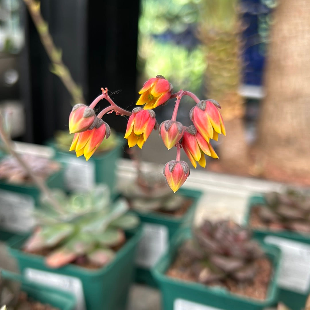 Echeveria ‘Dionysos’