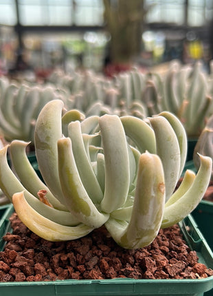 Echeveria runyonii