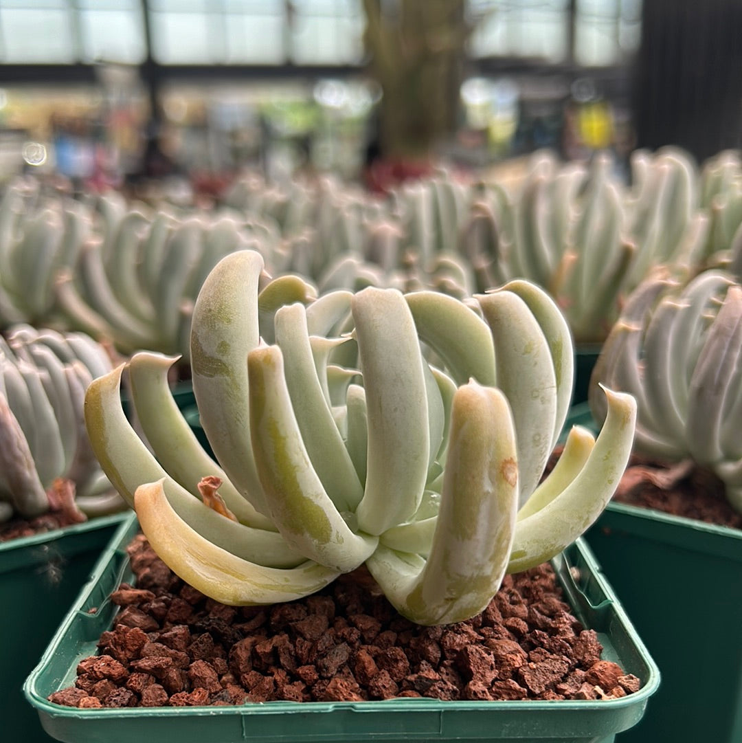 Echeveria runyonii