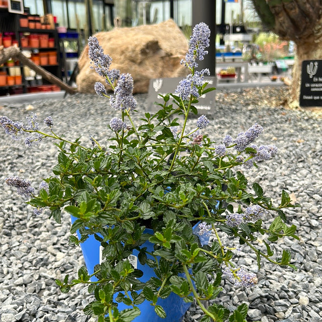 Ceanothis thyrsiflorus