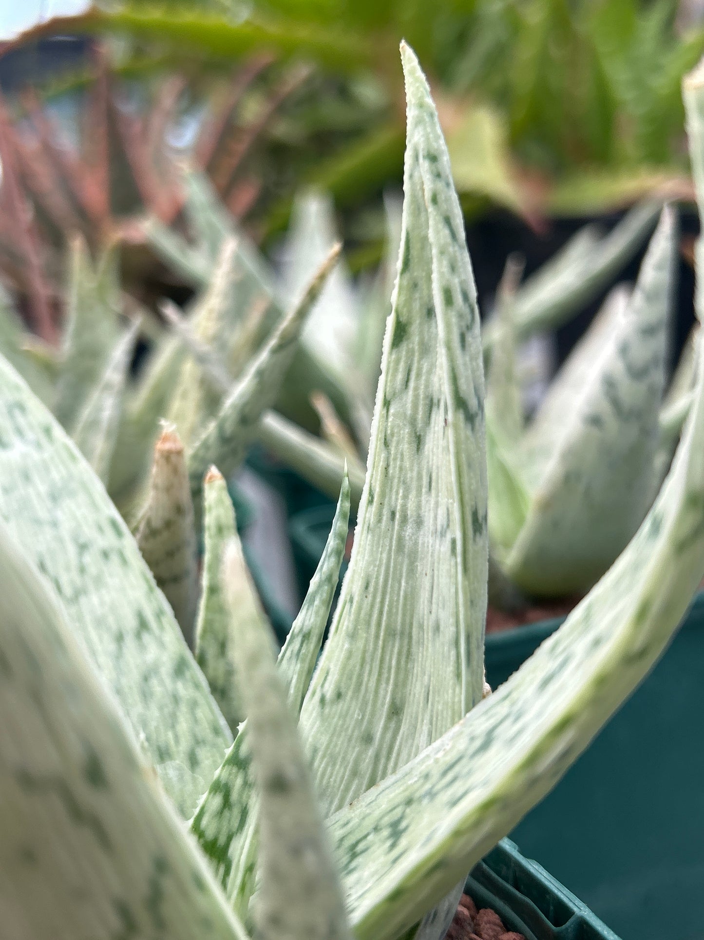 Aloe `Snowflake’