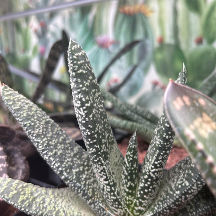 Gasteria carinata var. warty