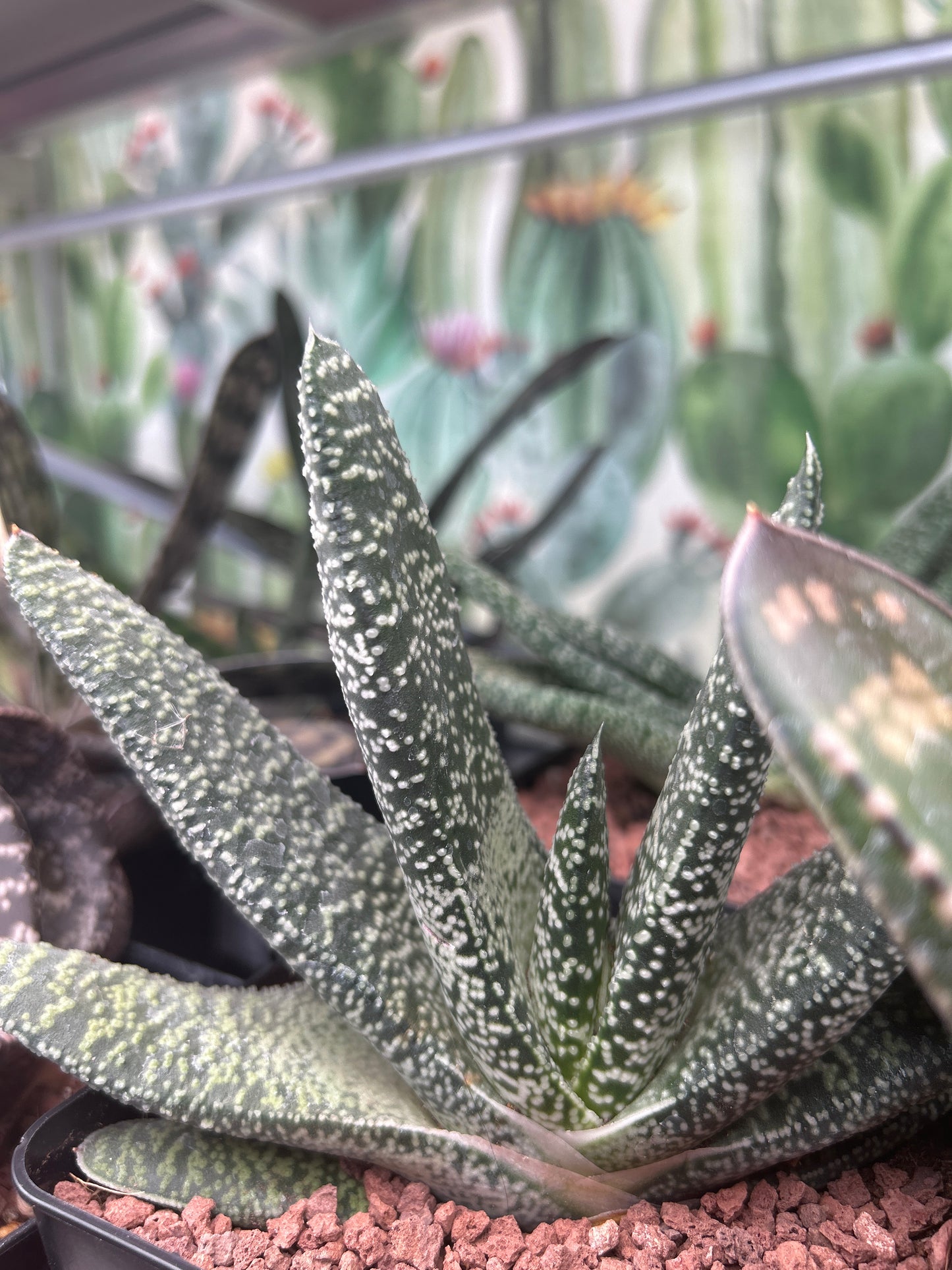 Gasteria carinata var. verrucosa