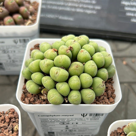 Conophytum meyeri