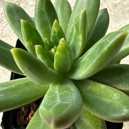 Pachyphytum compactum | La suculenta diamante