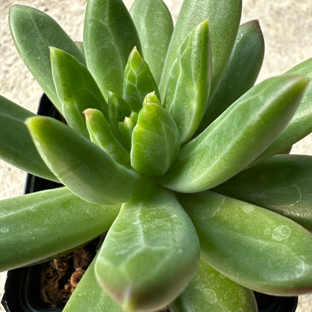 Pachyphytum compactum | La suculenta diamante