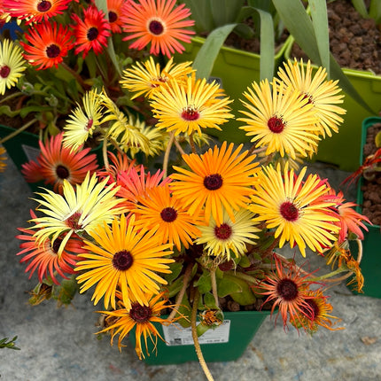 Dorotheanthus bellidiformis