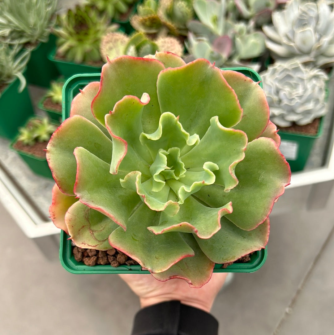 Echeveria 'Dorothy'