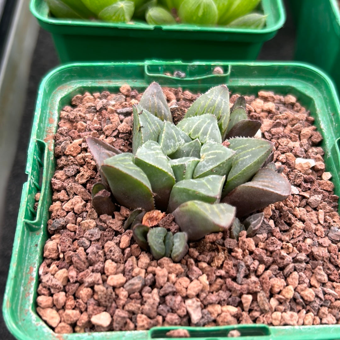 Haworthia retusa
 var. mutica