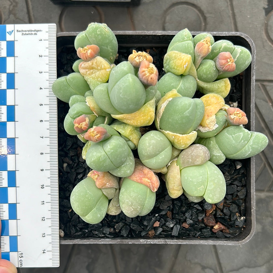 Gibbaeum album