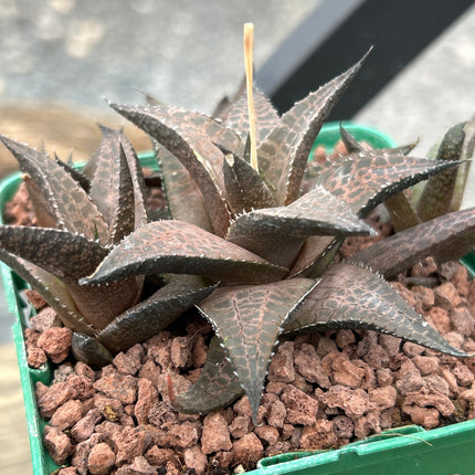 Haworthiopsis tessellata var. tessellata IB4371