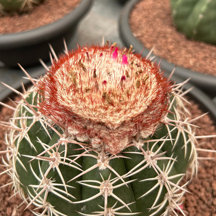 Melocactus curvispinus