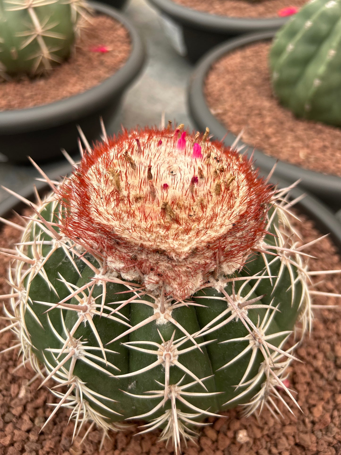 Melocactus curvispinus