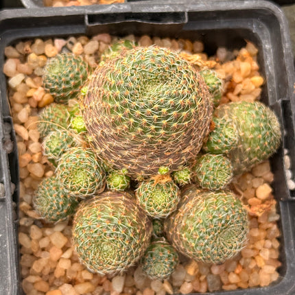 Aylostera deminuta var. schumanniana