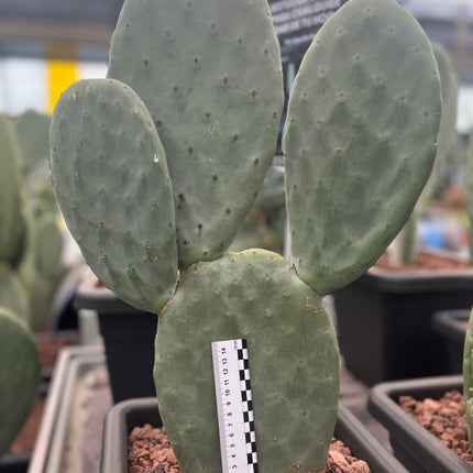 Opuntia Titania