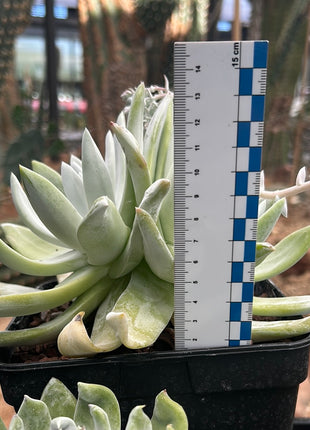 Dudleya pachyphytum "chalk immortelle"