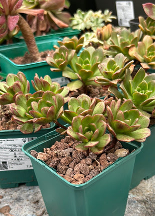 Aeonium 'Bronzemedaille'