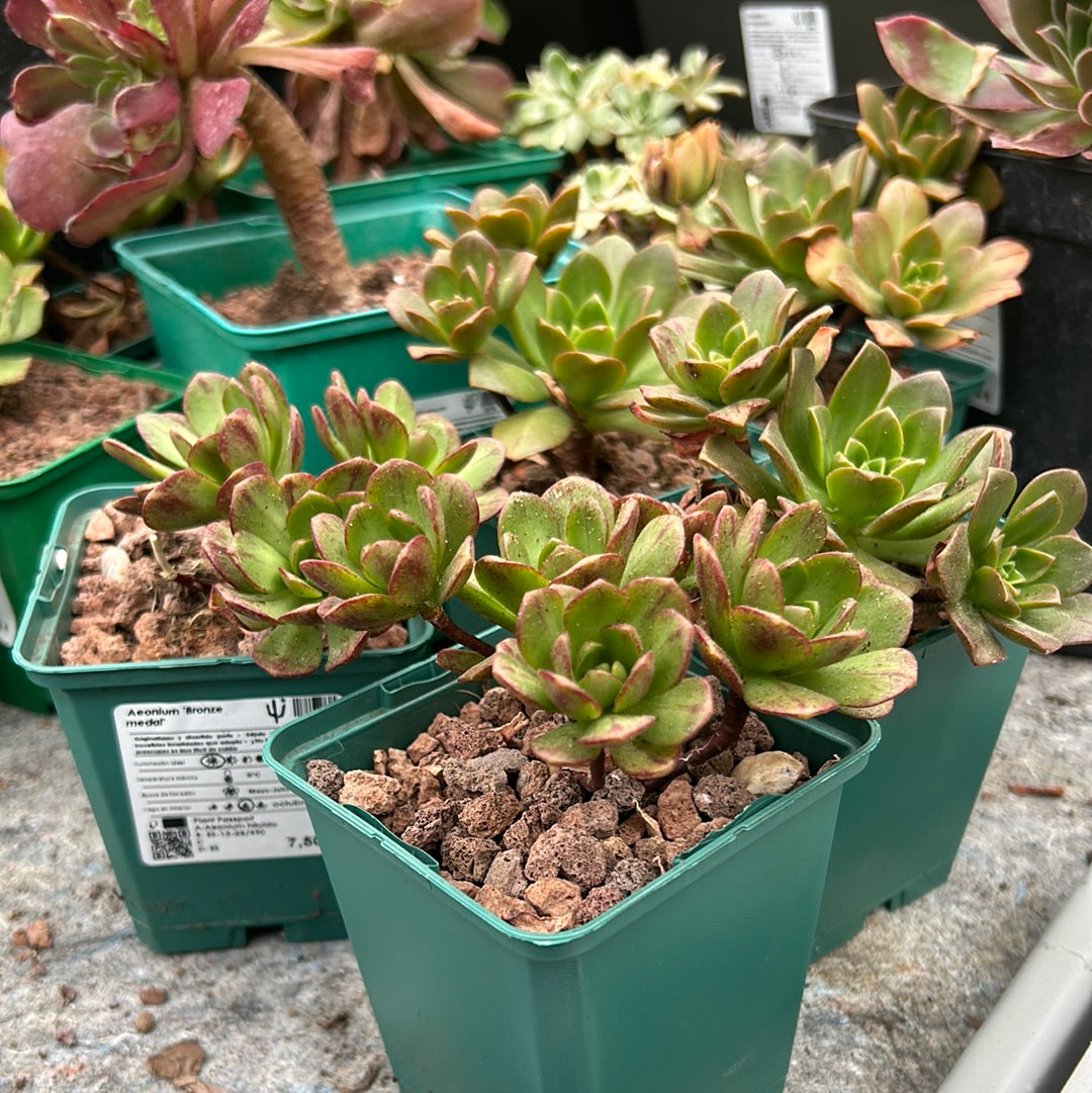 Aeonium ‘Bronze medal’