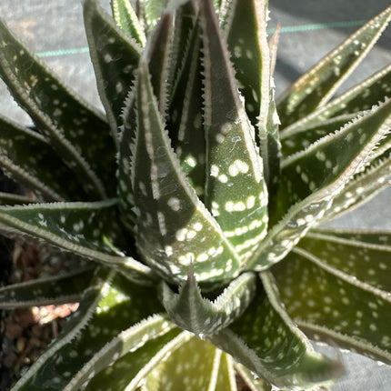x Gasteraloe ‘Thai Tiki’