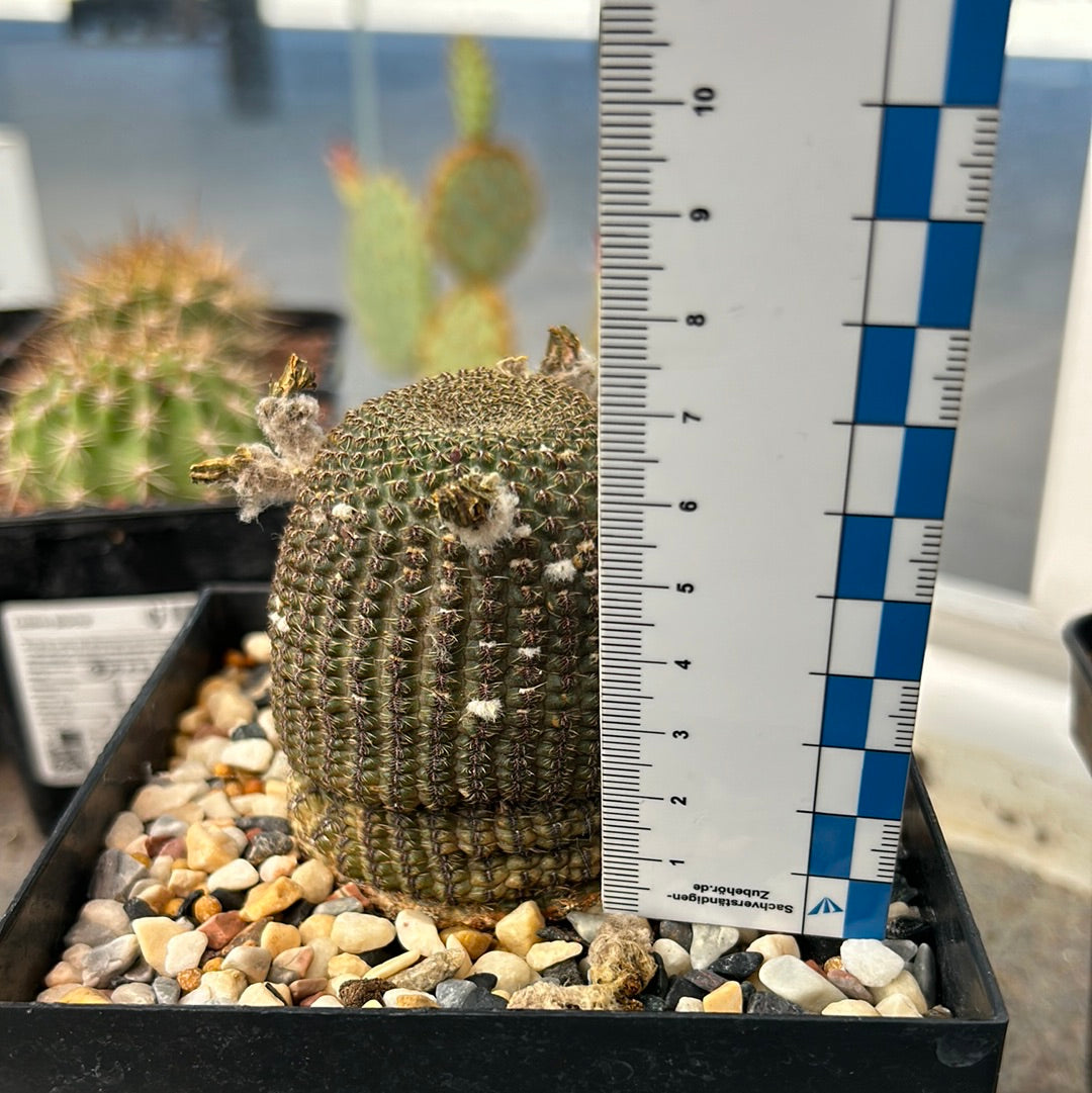 Echinocereus reichenbachi