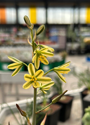 Albuca concordiana