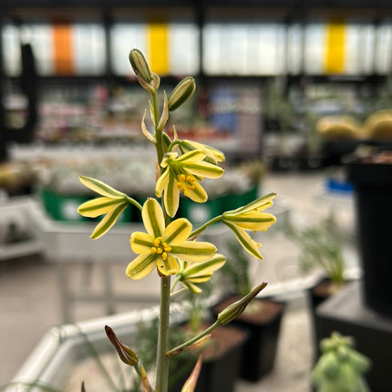 Albuca concordiana