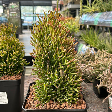Rhipsalis baccifera