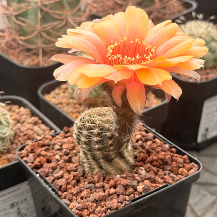Lobivia haemantha subsp. densispina