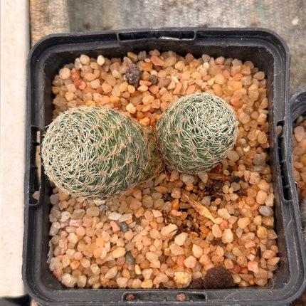 Aylostera hoffmannii